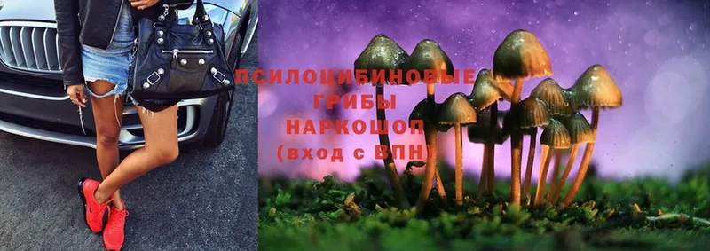 Псилоцибиновые грибы Psilocybe  Белогорск 